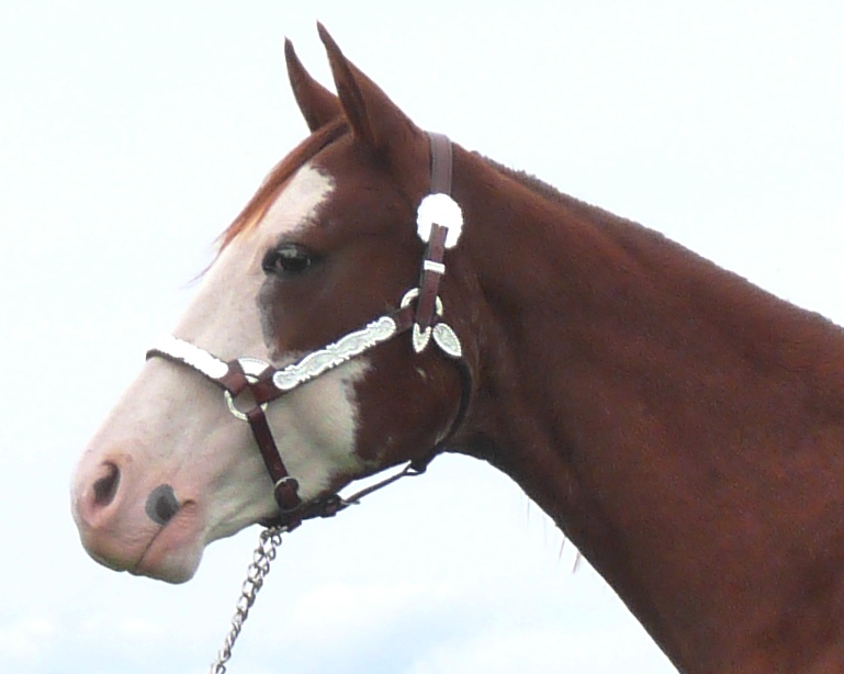 Northstar Livestock Horses For Sale page 3